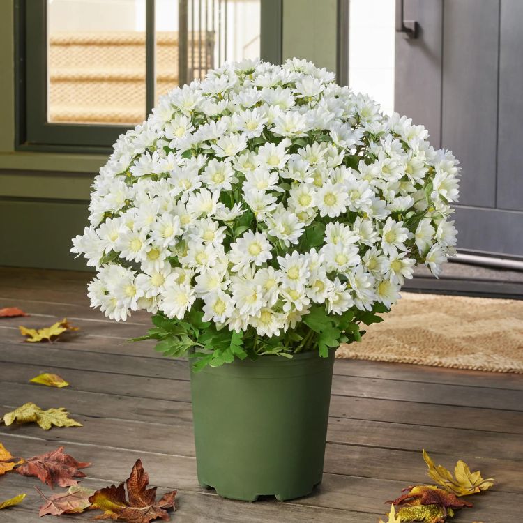 ý tưởng trang trí hiên nhà mùa thu