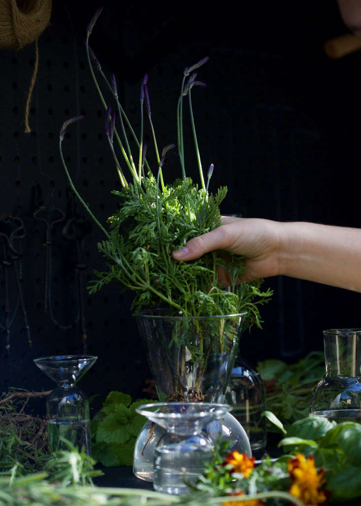 Hoa oải hương lởm chởm (L. pinnata buchii) với những chiếc lá có lông và hoa màu tím đậm cắm vào bình, rễ và tất cả.