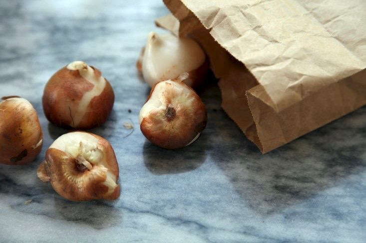 Củ tulip đã sẵn sàng để trồng. Ảnh của Meredith Swinehart.