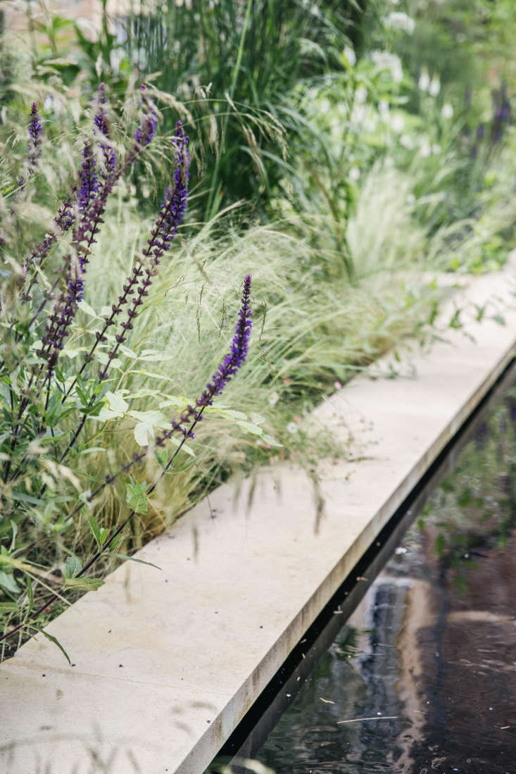 Salvia bao quanh hồ bơi. Để biết mọi thông tin bạn cần biết về việc trồng nó, hãy xem Salvia: Hướng dẫn thực địa về trồng trọt, chăm sóc & thiết kế.