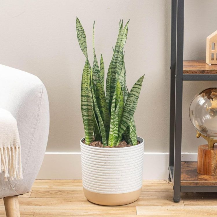 trang trí giá cả phải chăng