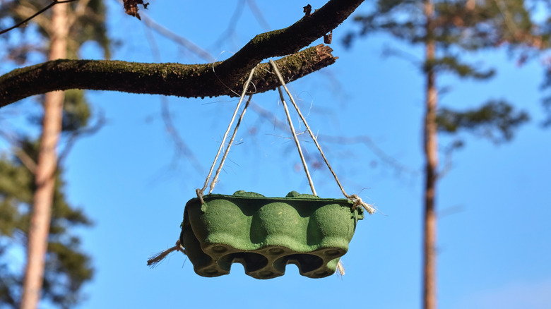 thùng trứng nhỏ màu xanh lá cây lơ lửng từ cành cây