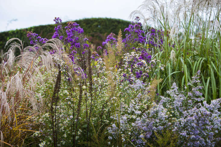 Vườn, hoặc vườn lông vũ. Cây lâu năm và cỏ thân thảo được hỗ trợ bởi một hàng rào lượn sóng.