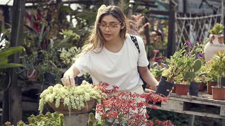 Người phụ nữ mua sắm tại một vườn ươm thực vật ngoài trời, cầm một cây và chạm vào một giây