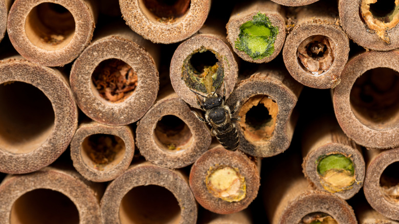 Một con ong ăn trong một ngôi nhà ong.