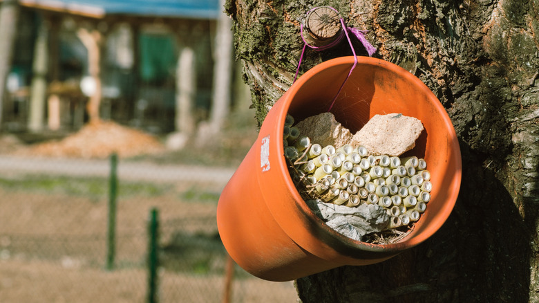 Trồng chậu với khách sạn thụ phấn bên trong
