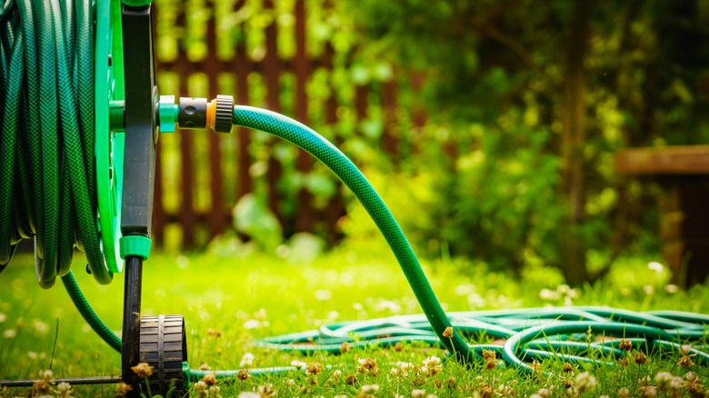 Vòi vườn trên cỏ