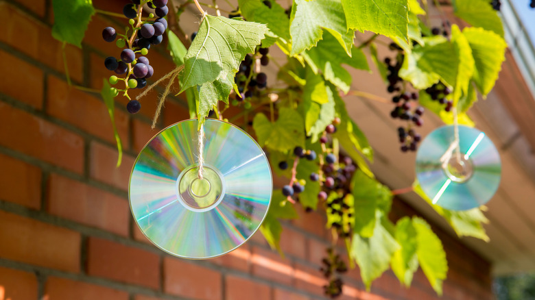 Thuốc chống chim phản chiếu tự chế làm bằng một đĩa laser máy tính âm nhạc cũ ngoài trời trên cây nho.