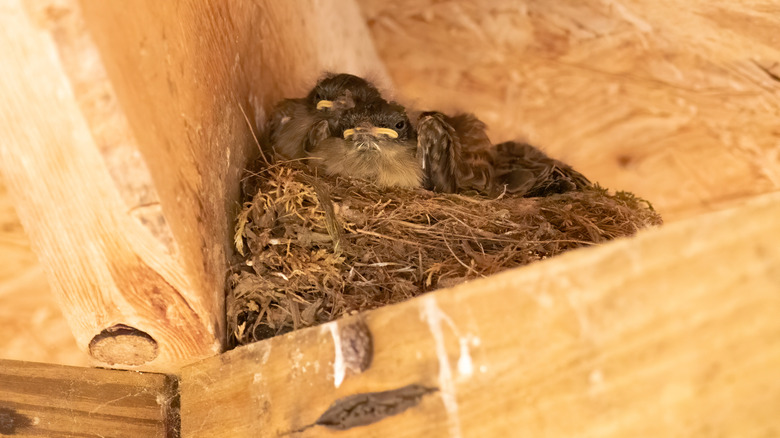 Baby Robins làm tổ trên góc của một hiên nhà