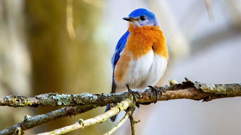 phía đông bluebird trên cành cây