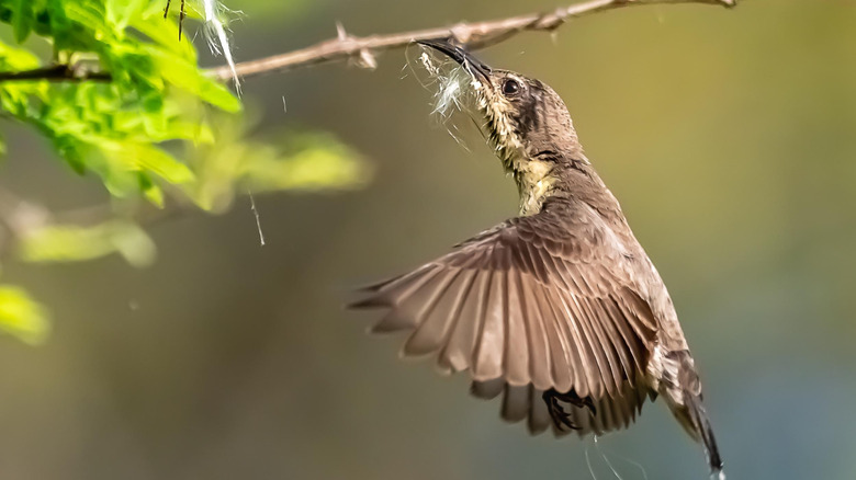 Chim thu thập vật liệu làm tổ