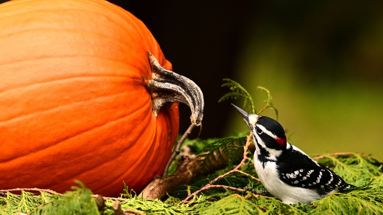Chim gõ kiến ​​đang kiểm tra một quả bí ngô màu cam