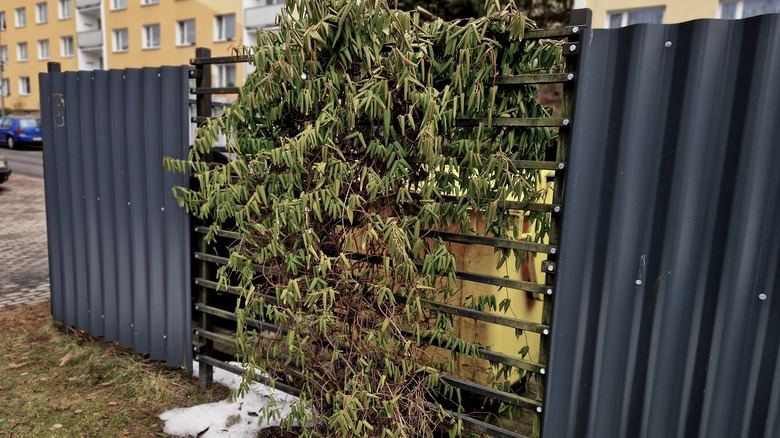 một thùng rác phía sau giàn cây mọc um tùm