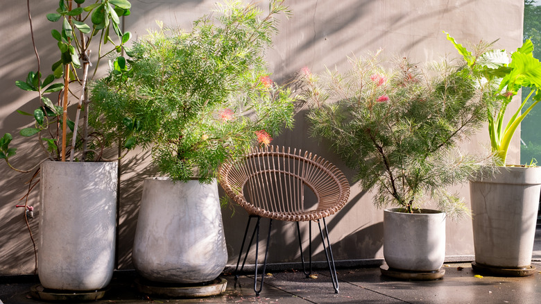 Dòng sản phẩm chậu trồng cây cực lớn hình đá