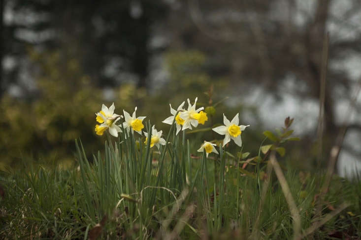 Hoa thủy tiên tại Tòa án Madresfield. Bức ảnh của Kendra Wilson, từ Garden Visit: Daffodil Days tại Madresfield Court.