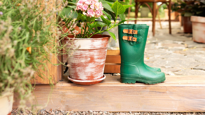 Đôi ủng cao su cũ trên bậc thang gần chậu hoa