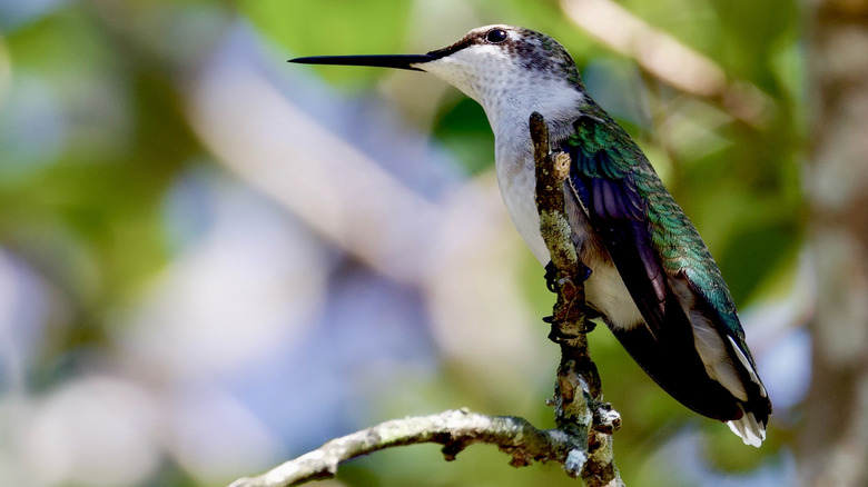 Chim ruồi đậu trên cành cây