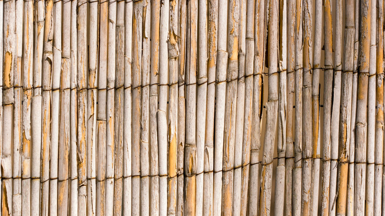 Hàng rào lau sậy bị nắng tẩy trắng bắt đầu bong tróc và biến dạng do phơi ngoài trời