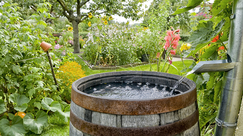 Thùng đựng nước mưa thu nước chảy tràn trong vườn