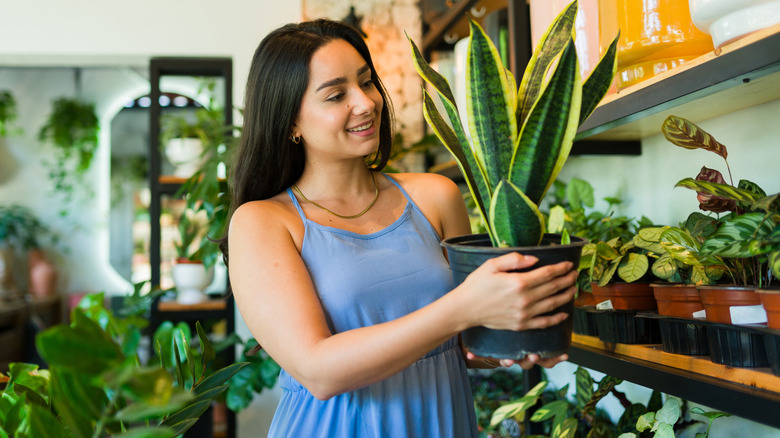 người phụ nữ cầm cây rắn