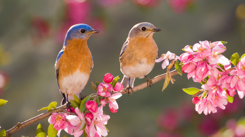 Hai con chim đậu trên cành cây đang nở hoa.