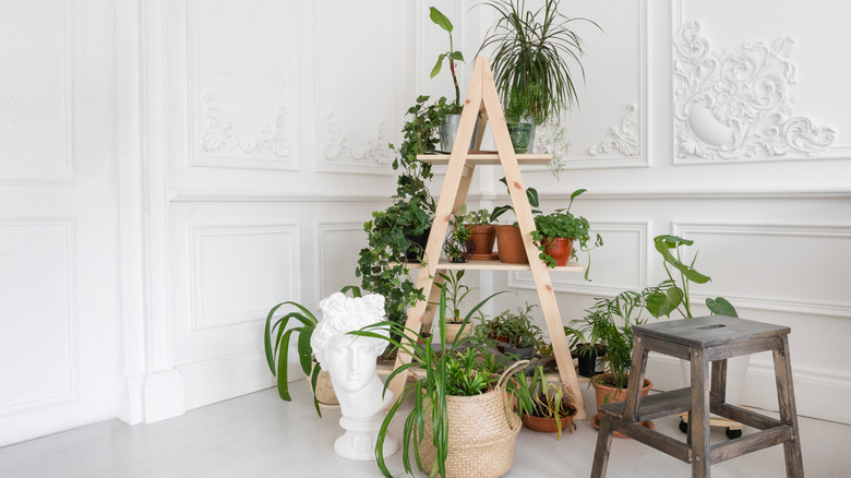 cây trồng trên khán đài