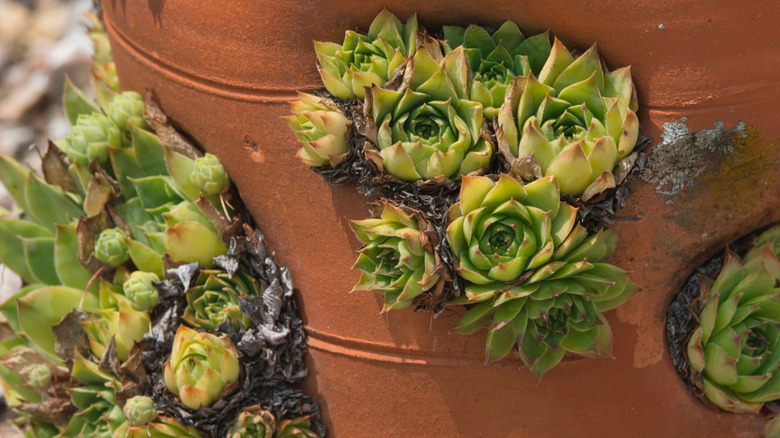 mọng nước trong chậu dâu tây