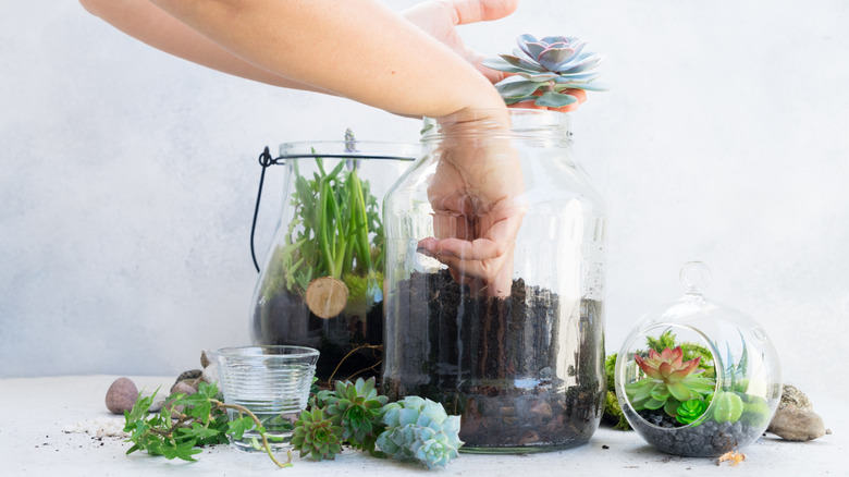 nhóm người trồng cây trong lọ thủy tinh trên bàn với người trồng cây mọng nước trong một