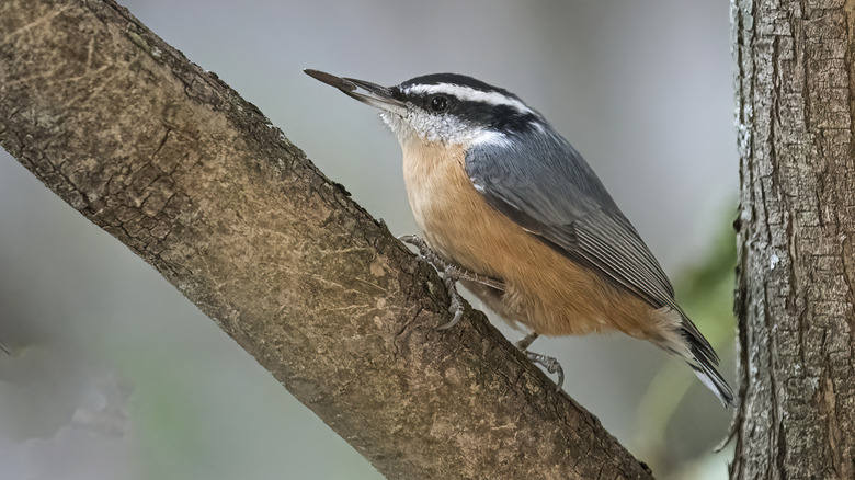 Con chim nhỏ có hạt trong mỏ