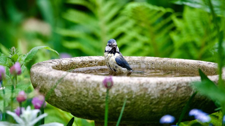 Một con chim đậu trong bồn tắm chim bằng đá trong vườn