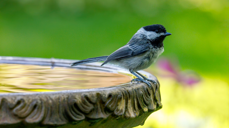 Chickadee trong bồn tắm chim.
